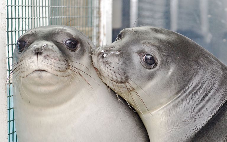 Ρωσία: Φώκιες επιστρέφουν στο φυσικό τους περιβάλλον