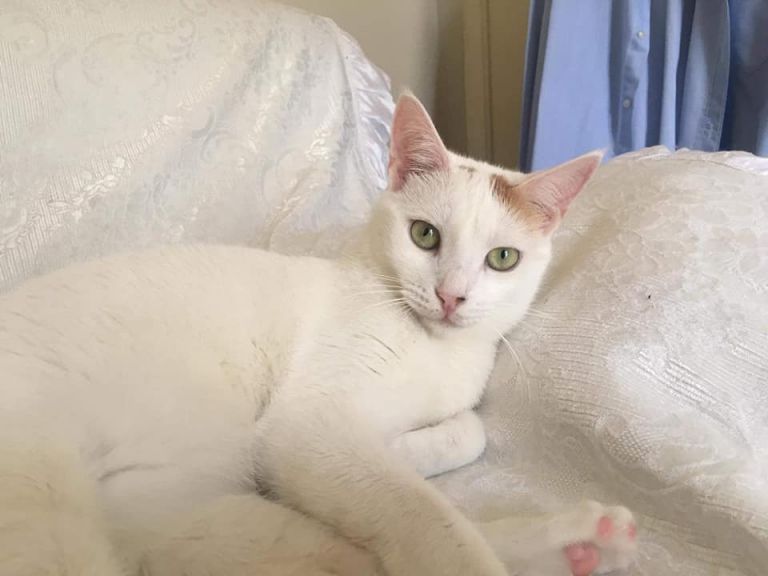 Γλυκά Νερά: Οι γάτες της Καρολάιν ψάχνουν σπίτι