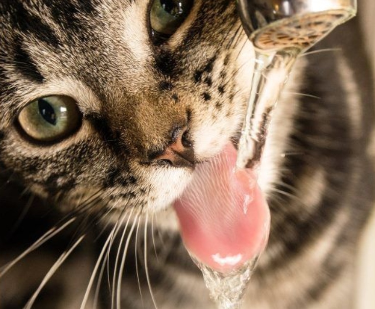 Οι λιχουδιές που θα δροσίσουν τη γατούλα σας το καλοκαίρι