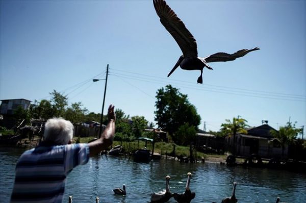 Κούβα: Στέγη φροντίδας για 100 πελεκάνους εξασφάλισε ένας 62χρονος