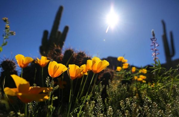 ΚΑΠ: Σε τι συμφώνησαν οι υπουργοί Γεωργίας της ΕΕ