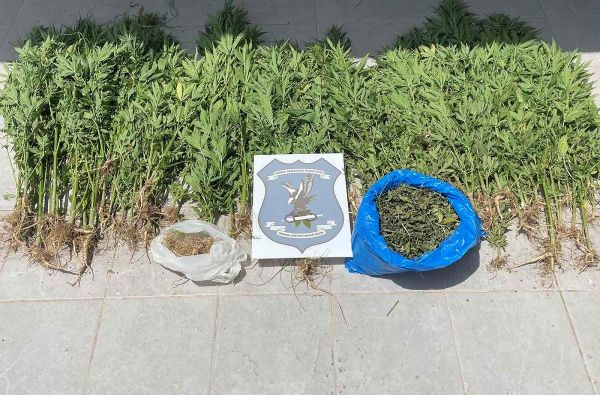 Θεσσαλονίκη: 17χρονος καλλιεργούσε κάνναβη κοντά στο σπίτι του