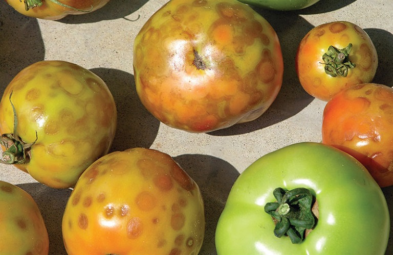 Η καστανή ρυτίδωση πλήττει τις καλλιέργειες ντομάτας
