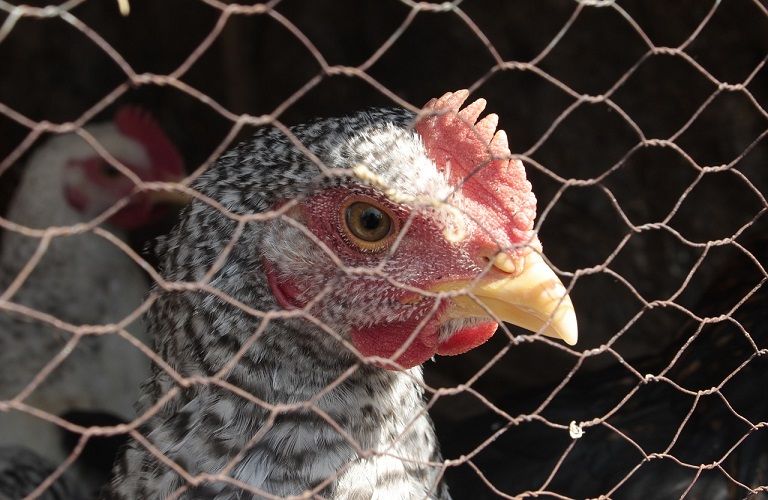 ΕΚ: Υπέρ της σταδιακής κατάργησης των κλουβιών στην κτηνοτροφία