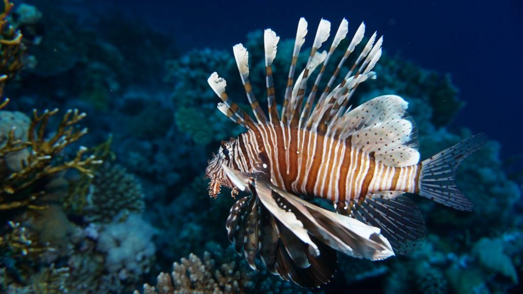 Κλιματική αλλαγή: Εκατοντάδες τροπικά είδη εισβάλλουν στη Μεσόγειο