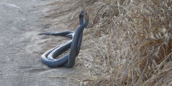 Μοναδικό βίντεο: Ο απίστευτος χορός δύο μαύρων φιδιών, των μεγαλύτερων της Ευρώπης