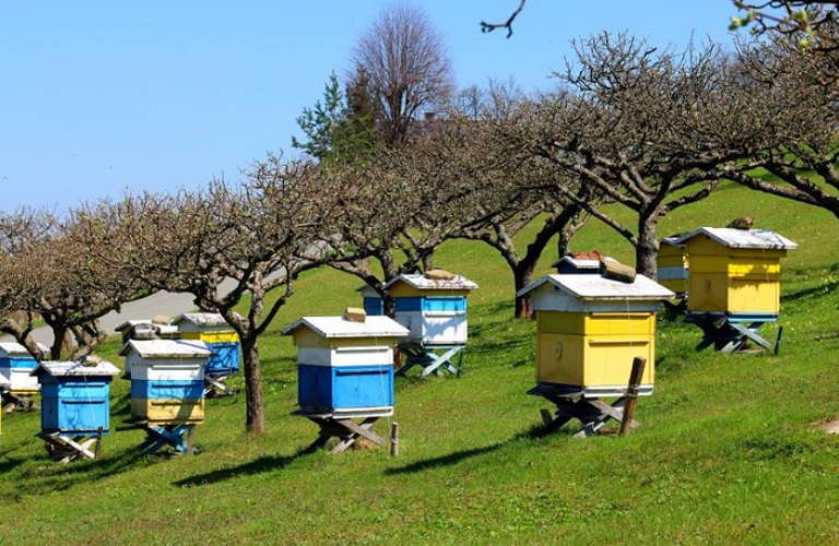 Μελισσοκομία: Τα ποσά ενίσχυσης ανά κατεχόμενη επιλέξιμη κυψέλη