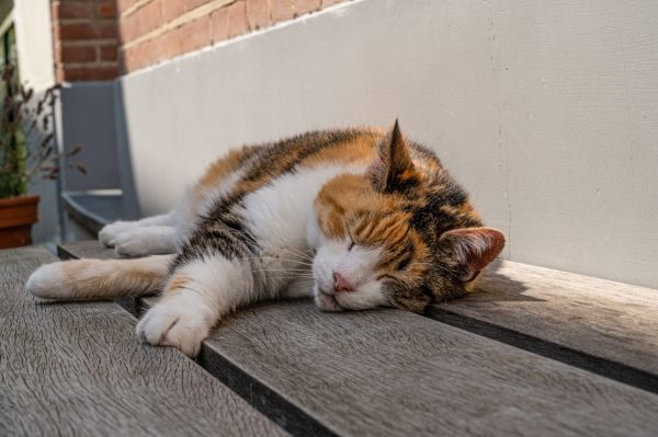 Καλοκαίρι και αιλουροειδή: Πέντε tips για να μην… βράσει το γατί
