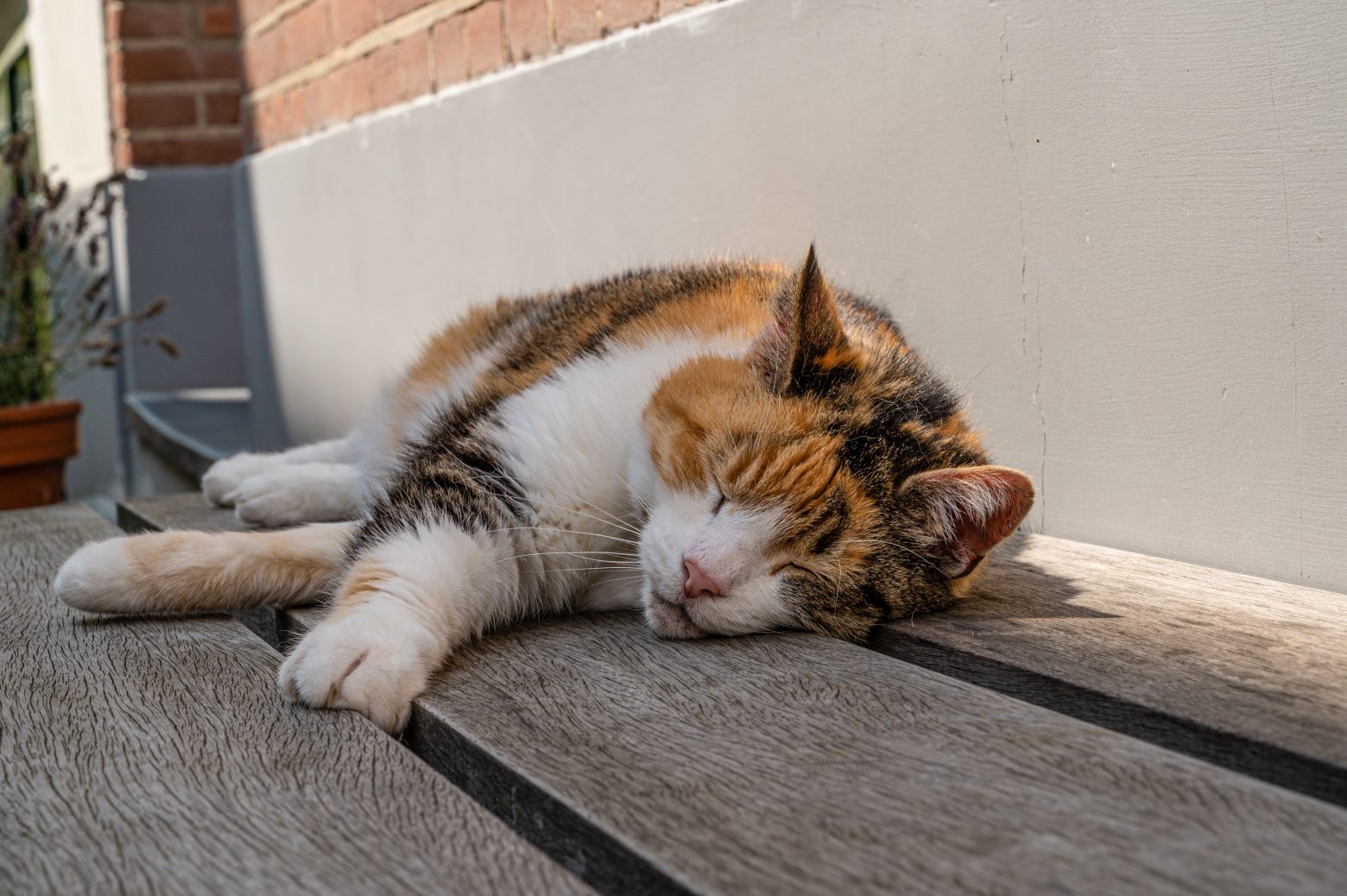 Καλοκαίρι και αιλουροειδή: Πέντε tips για να μην... βράσει το γατί
