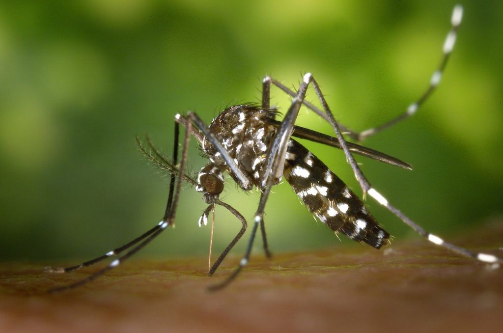 Κουνούπια «καλλιεργημένα» με μικρόβιο δεν προσβάλλονται από δάγκειο