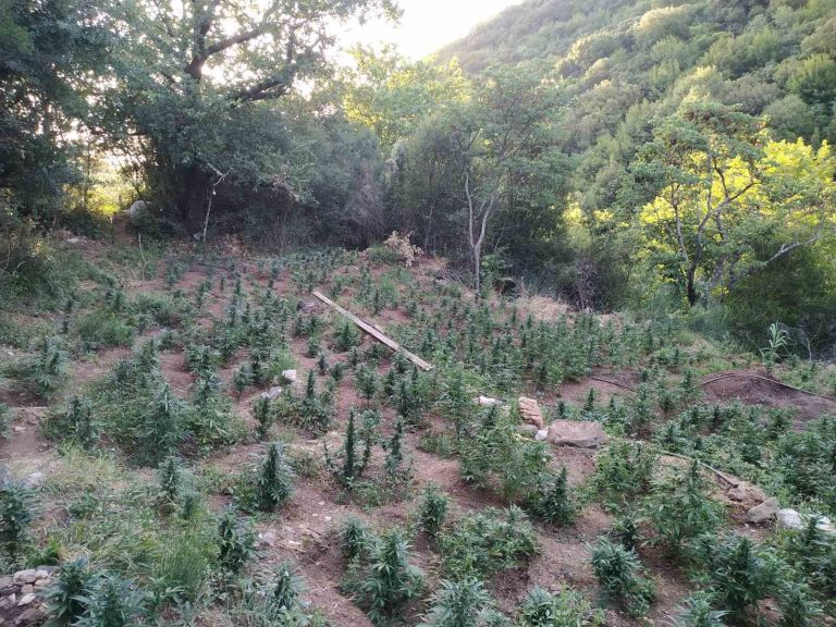 Ανδρίτσαινα: Εντοπίστηκε φυτεία κάνναβης με 4.325 δενδρύλλια – Θα αποκόμιζαν 1,5 εκατ. ευρώ