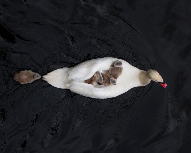 Πατέρας κύκνος φροντίζει μόνος του τα μωρά αφού η μητέρα πέθανε μετά τη γέννα