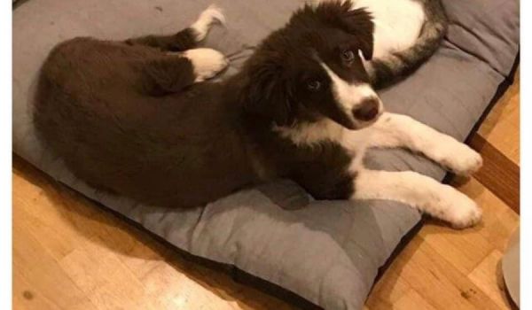 Γλυκά Νερά: Την σκότωσε μαζί με το σκυλάκι που αγαπούσε