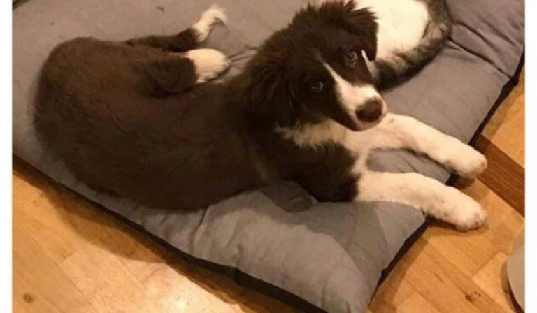 Γλυκά Νερά: Την σκότωσε μαζί με το σκυλάκι που αγαπούσε