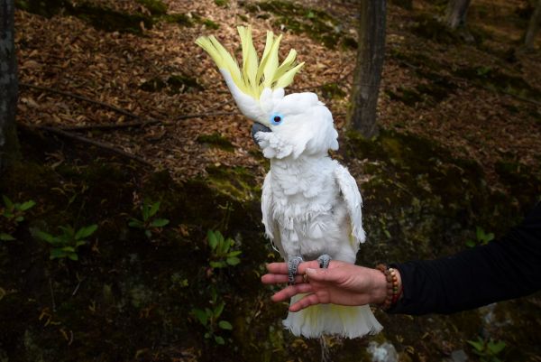 Τρισχαριτωμένο: Αυτό το μωρό κι ο παπαγάλος του κάνουν τα πάντα μαζί [Βίντεο]