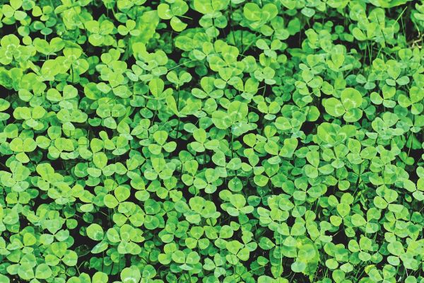 Νέο πρωτοποριακό σύστημα τιμολόγησης τριφυλλιού με βάση την πρωτεΐνη