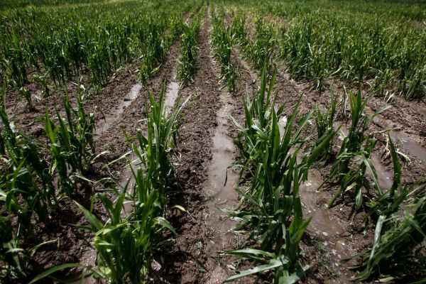 Θεσσαλία: Διεκδικούν αποζημιώσεις στο 100% της ζημίας από το χαλάζι