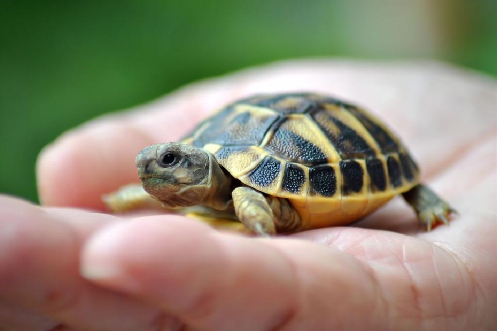 Αδιανόητο περιστατικό: Ζωντανές χελώνες αντί για μπομπονιέρες έδιναν σε γάμο στην Κύπρο