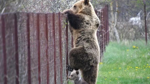 Καστοριά: Αρκούδα σκαρφαλώνει φράχτη με το μωρό της και «κλέβει» κεράσια