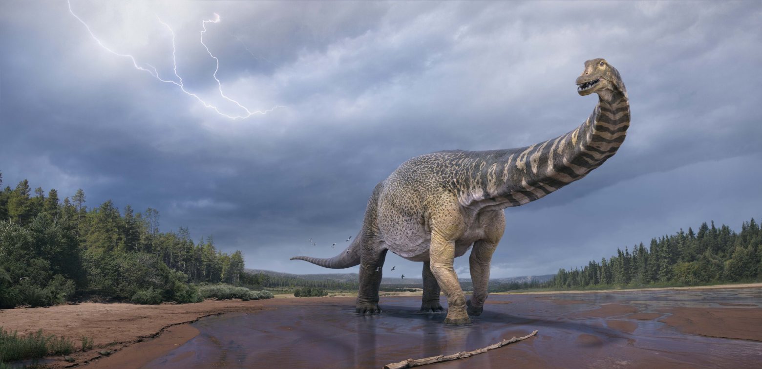 Ανακάλυψαν ίχνη του δεινόσαυρου «Αυστραλοτιτάνα» - Είχε μέγεθος γηπέδου μπάσκετ και ύψος δύο ορόφων