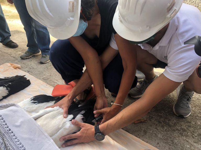 Λέσβος: Δαχτυλίδια σε νεογέννητους άσπρους πελαργούς πάνω σε στύλους της ΔΕΗ