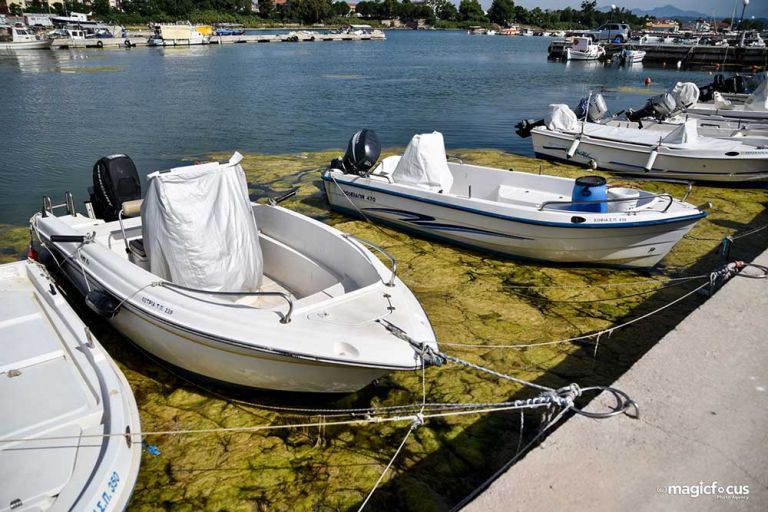 Πρέβεζα: Τι είναι το φαινόμενο της «πράσινης παλίρροιας» που έχει κατακλύσει το λιμάνι