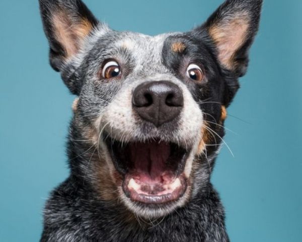 Το μυστικό που θα κάνει τον σκύλο σας «αρνάκι»