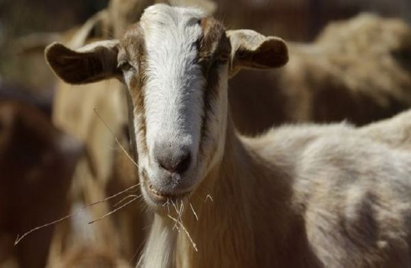 Παραφυματίωση: Όσα πρέπει να γνωρίζουν οι κτηνοτρόφοι