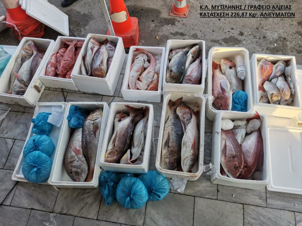 Κατασχέθηκαν πάνω από 226 κιλά ψάρια στη Μυτιλήνη