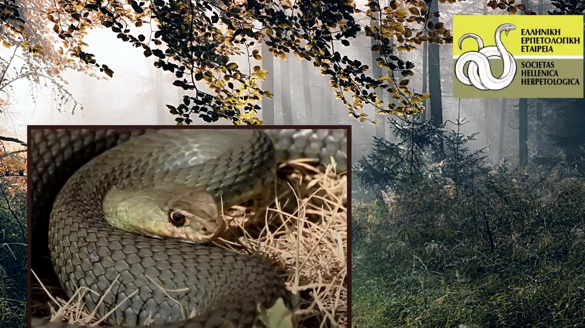 Όλη η αλήθεια για τα φίδια της Ελλάδας σε ένα βίντεο