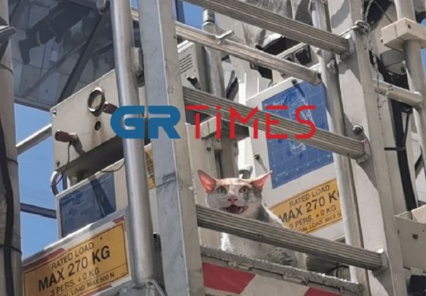 %CE%B3%CE%B1%CF%84%CE%B1 %CE%B4%CE%B9%CE%B1%CF%83%CF%89%CF%83%CE%B7 | Lamianow.gr