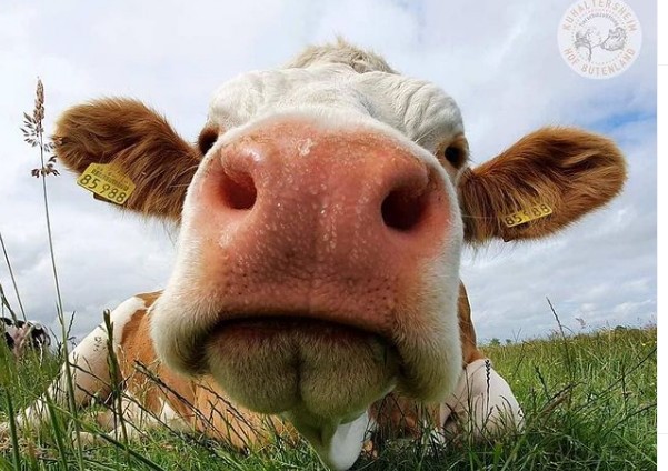 Σε αυτή την γερμανική φάρμα οι αγελάδες «κάνουν» κουμάντο
