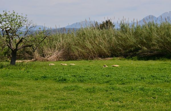 Η νέα Κοινή Γεωργική Πολιτική με μια ματιά [γράφημα]