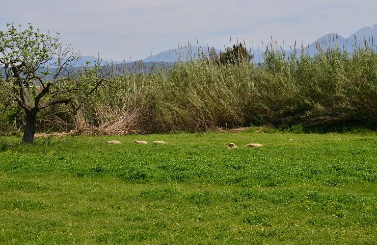 Η νέα Κοινή Γεωργική Πολιτική με μια ματιά [γράφημα]