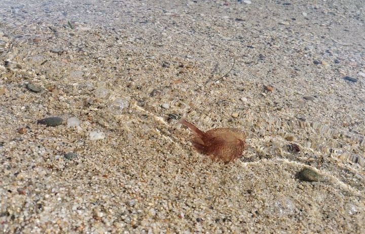Χαλκιδική: Επιδρομή τοξικών μεδουσών στις παραλίες – Ανάστατοι κάτοικοι και τουρίστες