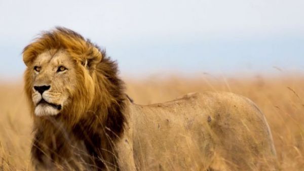 Κένυα: Πανικός στους δρόμους -Λιοντάρι το έσκασε από το εθνικό πάρκο