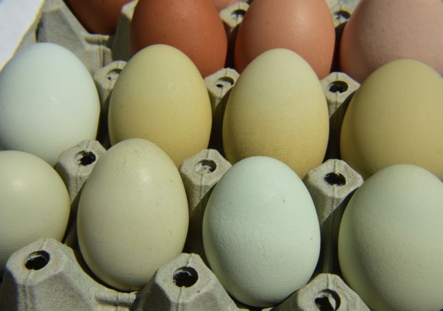 Ανακαλείται βιολογικό κοτόπουλο και δεκάδες χιλιάδες βιολογικά αυγά