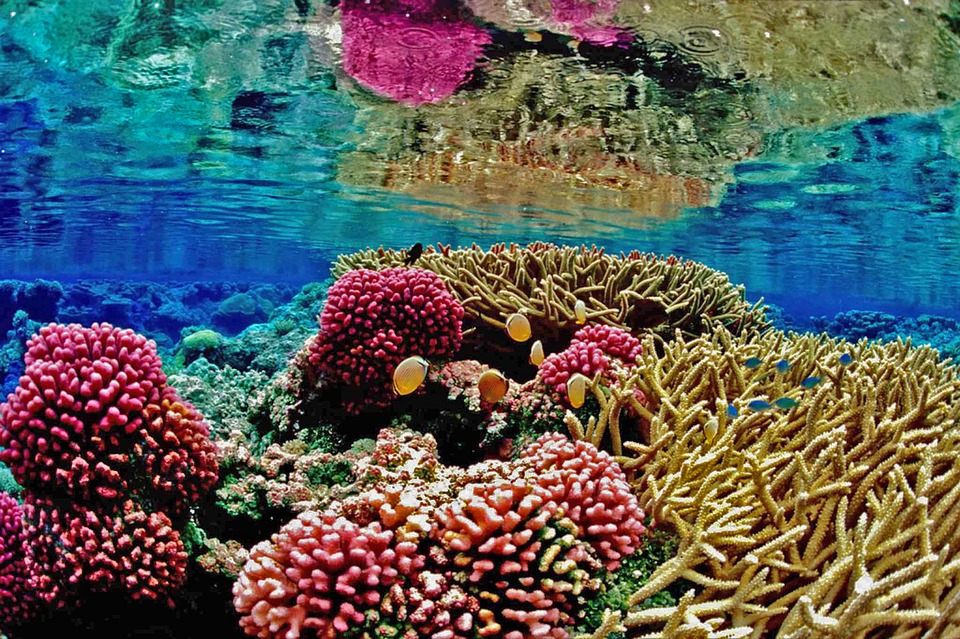 H Αυστραλία νίκησε στην κόντρα με την UNESCO για την υποβάθμιση του Μεγάλου Κοραλλιογενούς Φράγματος