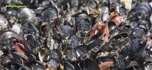 Καναδάς: Ο πρωτοφανής καύσωνας σκότωσε 1 δισ. θαλάσσια πλάσματα