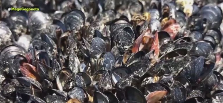 Καναδάς: Ο πρωτοφανής καύσωνας σκότωσε 1 δισ. θαλάσσια πλάσματα