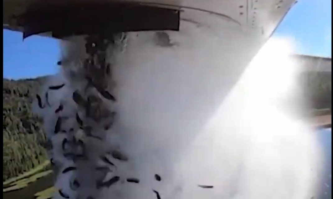 Πετάει-πετάει η πέστροφα: Χιλιάδες ψάρια πέφτουν από τον ουρανό σε θεαματικό βίντεο