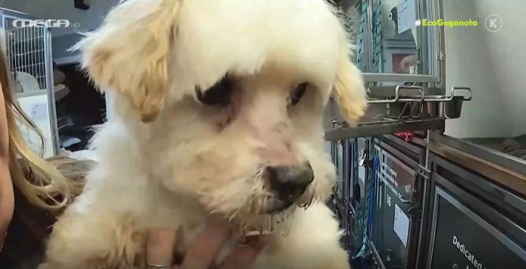 Φιλόζωοι μόνο για την καραντίνα: 4 στα 10 αδέσποτα επιστρέφονται στις φιλοζωικές οργανώσεις