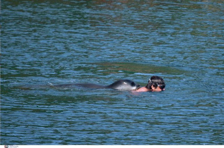 Φώκια «καβάλησε» λουόμενο στην Αλόννησο