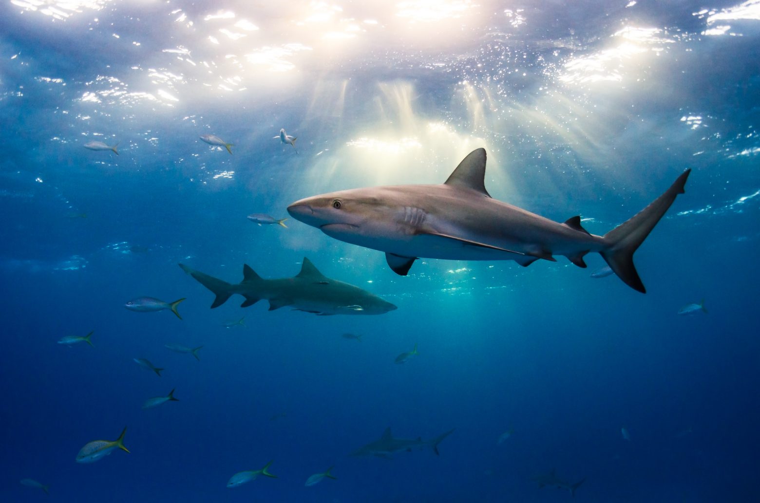 Καρχαρίες με βαρέα μέταλλα βαφτίζονται «γαλέοι» και «ξιφίες» στην Ελλάδα