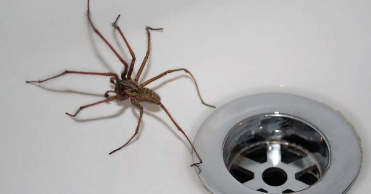 Πώς να διώξετε τις αράχνες για πάντα από το σπίτι σας