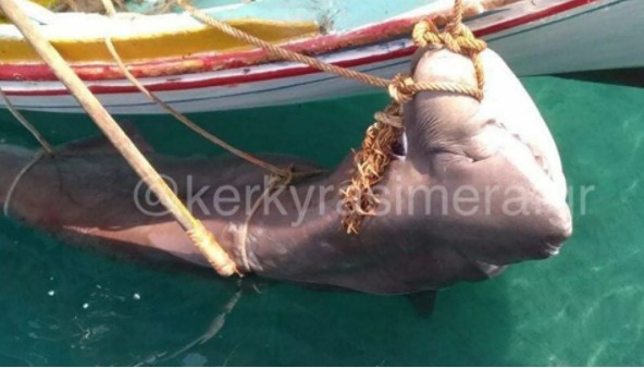 Άφωνοι ψαράδες στην Κέρκυρα: Έπιασαν… καρχαρία 200 κιλών