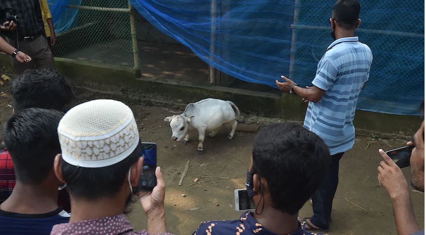 Μπανγκλαντές: Aγελάδα-μινιατούρα, μήκους 66 εκατοστών