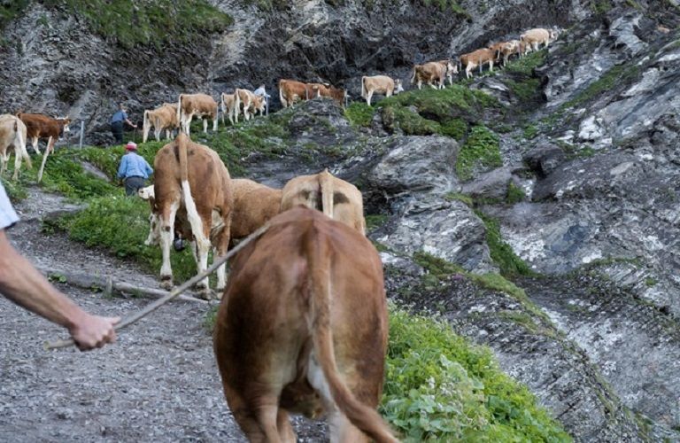 Κ. Μακεδονία: Πρόγραμμα περισυλλογής και διαχείρισης νεκρών ζώων