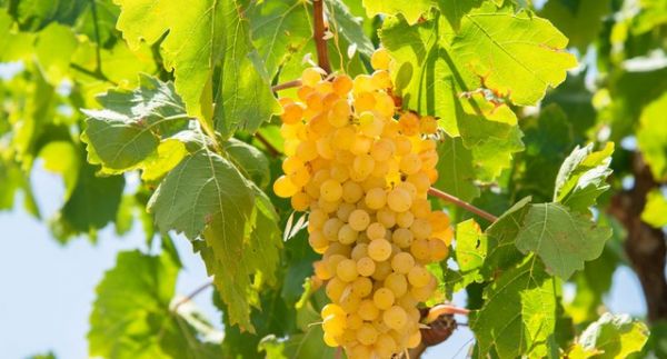 ΚΕΟΣΟΕ: Τιμωρητικές αποφάσεις για τους συνεταιρισμούς που στήριξαν τους παραγωγούς