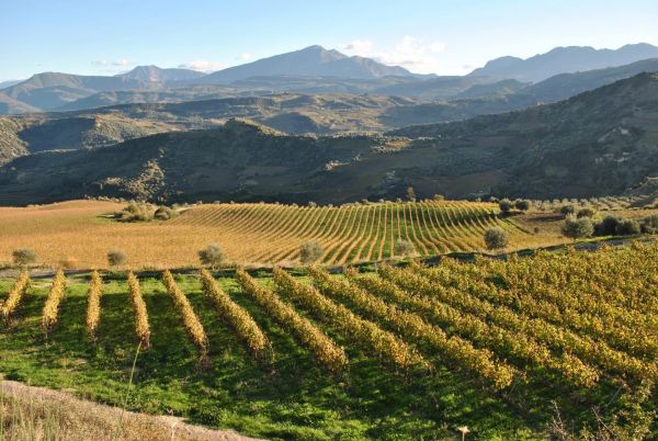 Ολοκληρώθηκε το πρόγραμμα αναδιάρθρωσης – μετατροπής αμπελώνων